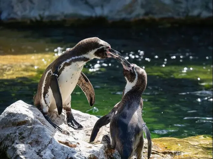 Framed Print : Two Penguins stand on a Rock Together Near a Pond Framed Print : Two Penguins stand on a Rock Together Near a Pond