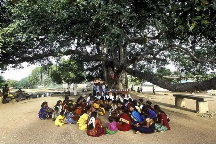 Framed Print : People sitting under Banyan tree, banian tree, ber tree, ficus bengalensis, ficus indica, bat bargad ; India, asia Framed Print : People sitting under Banyan tree, banian tree, ber tree, ficus bengalensis, ficus indica, bat bargad ; India, asia