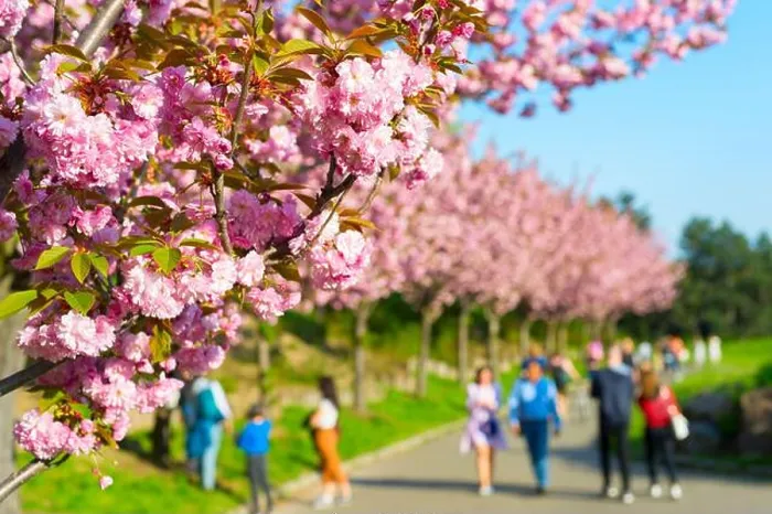 Framed Print : People walking at blooming sakura alley in Botanical Garden Framed Print : People walking at blooming sakura alley in Botanical Garden