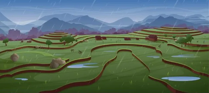 Framed Print : People work on rice fields in rain Framed Print : People work on rice fields in rain