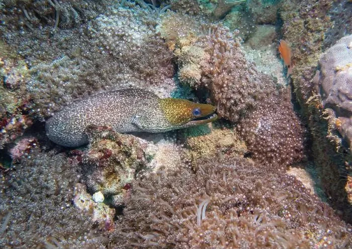 Framed Print : A Pepper Moray eel hides on a coral reef at the bottom of the Gulf of Oman in Fujairah, United Arab Emirates