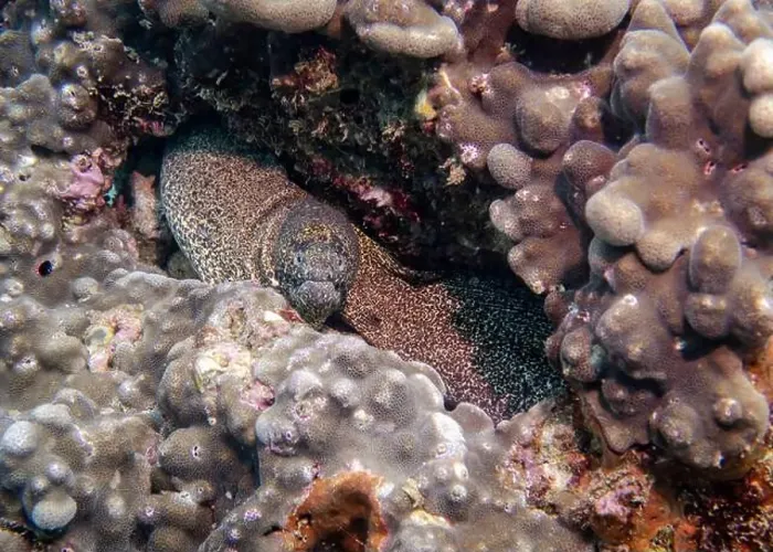 Framed Print : A Pepper Moray eel hides on a sponge-covered coral reef at the bottom of the Gulf of Oman in Fujairah Framed Print : A Pepper Moray eel hides on a sponge-covered coral reef at the bottom of the Gulf of Oman in Fujairah