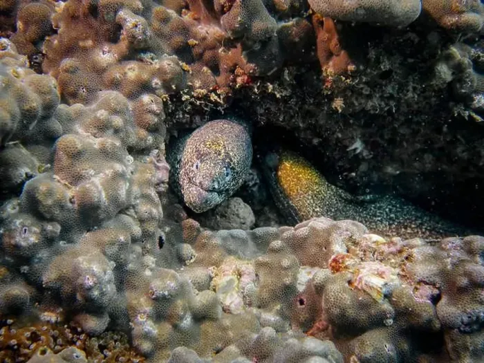 Framed Print : A Pepper Moray eel hides on a sponge-covered coral reef at the bottom of the Gulf of Oman in Fujairah Framed Print : A Pepper Moray eel hides on a sponge-covered coral reef at the bottom of the Gulf of Oman in Fujairah