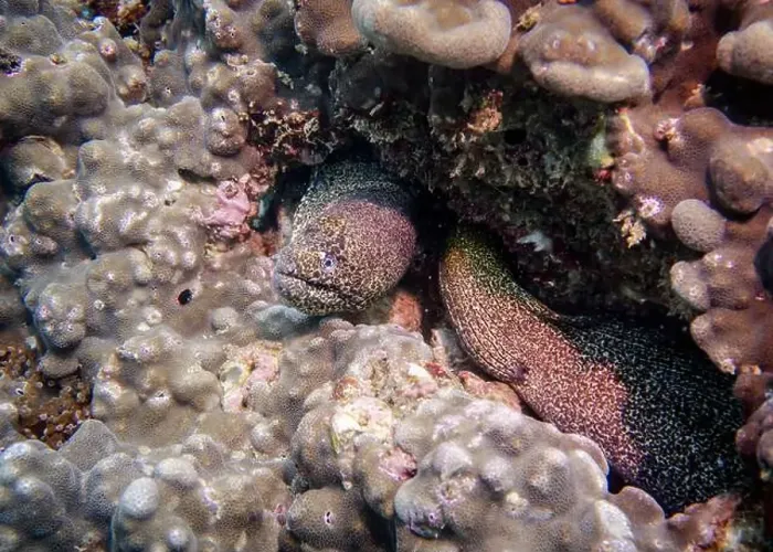 Framed Print : A Pepper Moray eel hides on a sponge-covered coral reef at the bottom of the Gulf of Oman in Fujairah Framed Print : A Pepper Moray eel hides on a sponge-covered coral reef at the bottom of the Gulf of Oman in Fujairah
