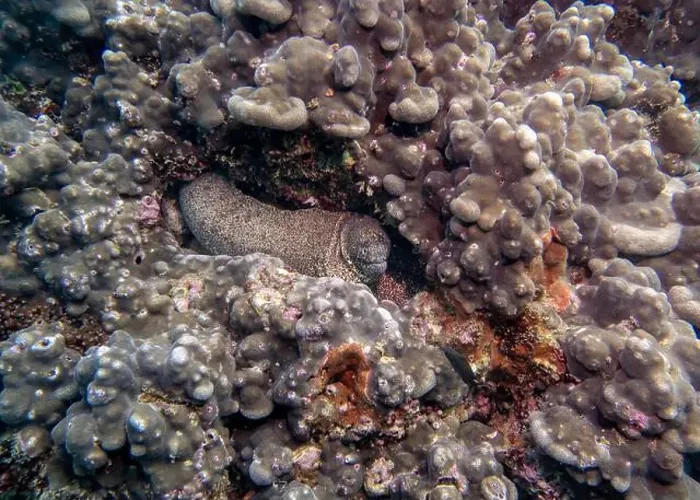 Framed Print : A Pepper Moray eel hides on a sponge-covered coral reef at the bottom of the Gulf of Oman in Fujairah Framed Print : A Pepper Moray eel hides on a sponge-covered coral reef at the bottom of the Gulf of Oman in Fujairah