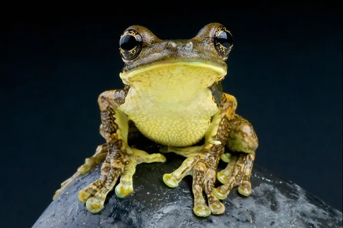 Framed Print : Pepper tree frog / Trachycephalus venulosus Framed Print : Pepper tree frog / Trachycephalus venulosus