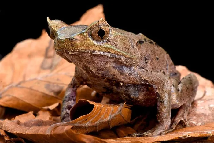 Framed Print : Perak horned toad (Megophrys aceras) Framed Print : Perak horned toad (Megophrys aceras)