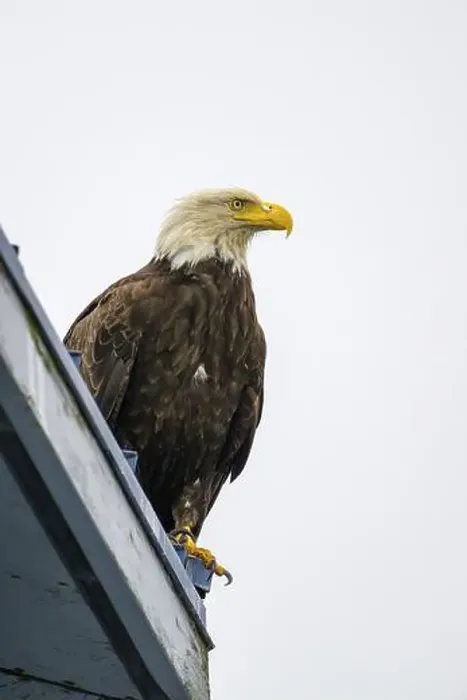 Framed Print : A perched bald eagle, Haliaeetus leucocephalus Framed Print : A perched bald eagle, Haliaeetus leucocephalus