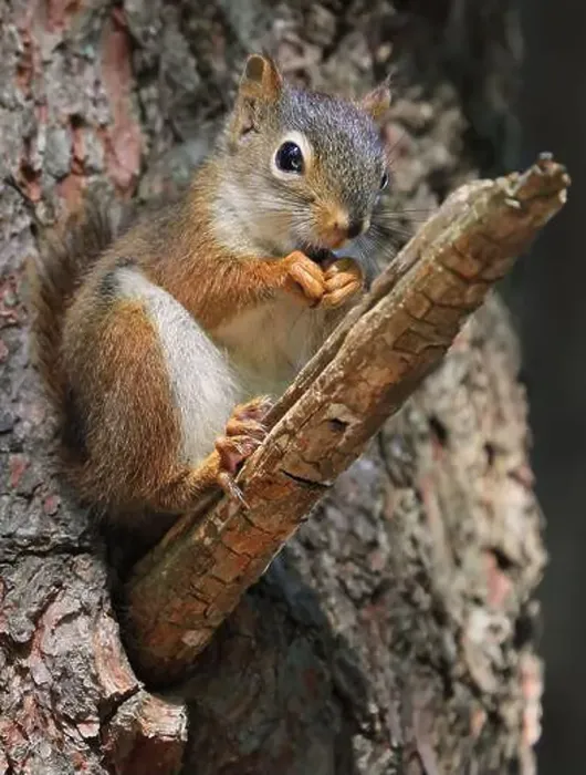 Framed Print : Perched red squirrel on the tree trunk with blur background, Canada Framed Print : Perched red squirrel on the tree trunk with blur background, Canada