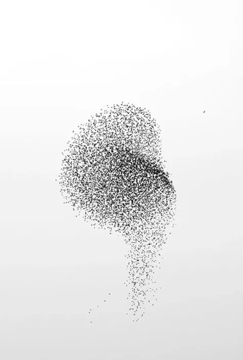 Framed Print : A Peregrine Falcon (Falco peregrinus) attacking a flock of Starlings (Sturnus vulgaris), Somerset, UK, winter