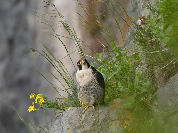 Framed Print : Peregrine falcon[ Falco Peregrinus] perched on a ledge in the Avon gorge, Bristol UK