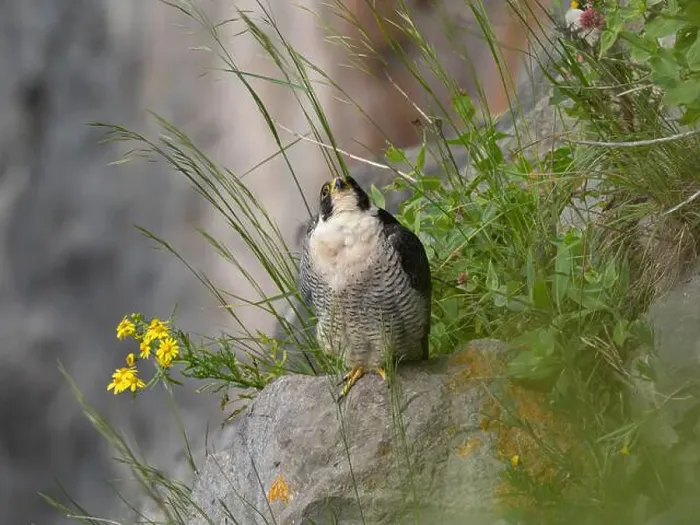 Framed Print : Peregrine falcon[ Falco Peregrinus] perched on a ledge in the Avon gorge, Bristol UK