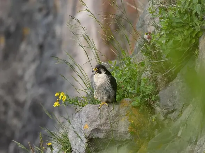 Framed Print : Peregrine falcon[ Falco Peregrinus] perched on a ledge in the Avon gorge, Bristol UK