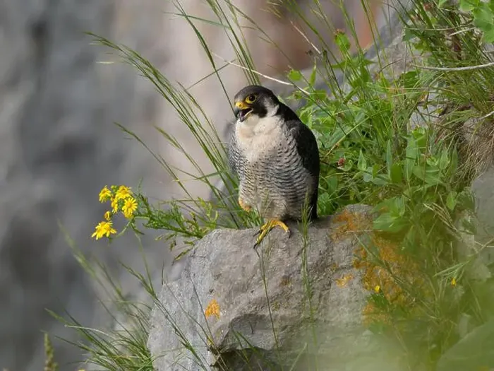 Framed Print : Peregrine falcon[ Falco Peregrinus] perched on a ledge in the Avon gorge, Bristol UK