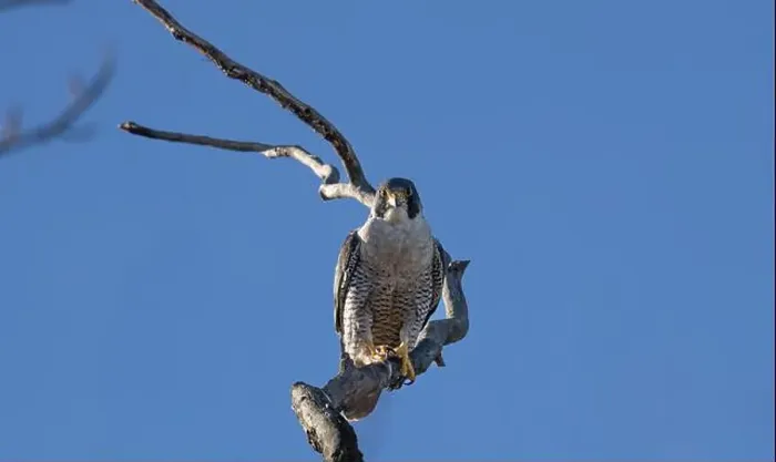 Framed Print : A peregrine falcon Falco peregrinus perches in a tree in Canada after eating a bird it caught Framed Print : A peregrine falcon Falco peregrinus perches in a tree in Canada after eating a bird it caught