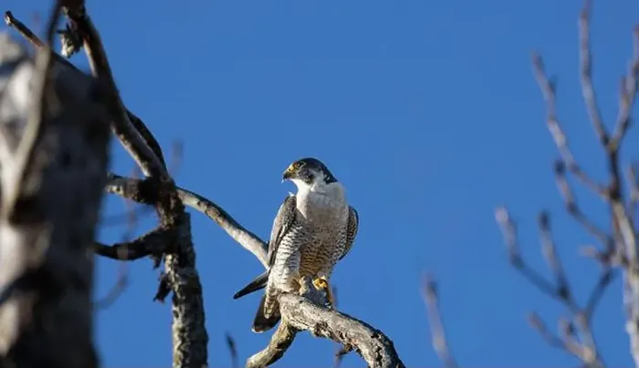 Framed Print : A peregrine falcon Falco peregrinus perches in a tree in Canada after eating a bird it caught Framed Print : A peregrine falcon Falco peregrinus perches in a tree in Canada after eating a bird it caught