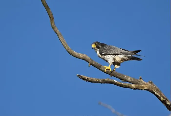 Framed Print : A peregrine falcon Falco peregrinus perches in a tree in Canada after eating a bird it caught Framed Print : A peregrine falcon Falco peregrinus perches in a tree in Canada after eating a bird it caught