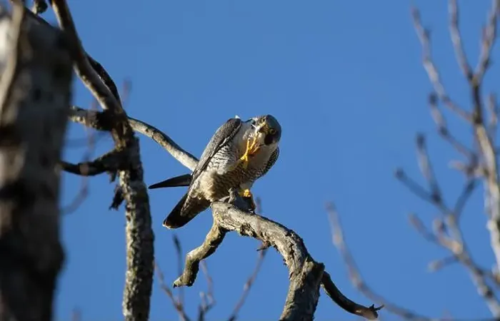 Framed Print : A peregrine falcon Falco peregrinus perches in a tree in Canada after eating a bird it caught Framed Print : A peregrine falcon Falco peregrinus perches in a tree in Canada after eating a bird it caught