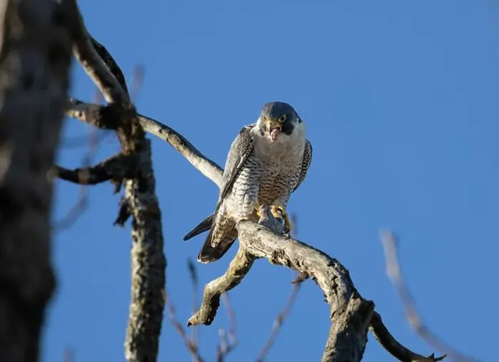Framed Print : A peregrine falcon Falco peregrinus perches in a tree in Canada after eating a bird it caught Framed Print : A peregrine falcon Falco peregrinus perches in a tree in Canada after eating a bird it caught