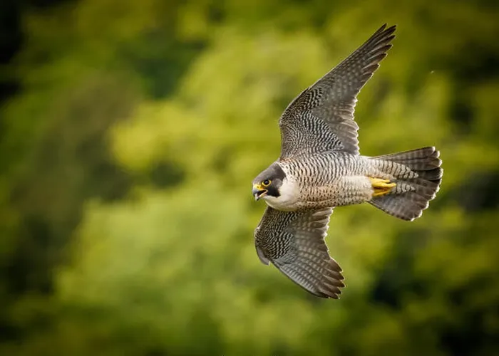 Framed Print : Peregrine Falcon Fly-By Framed Print : Peregrine Falcon Fly-By