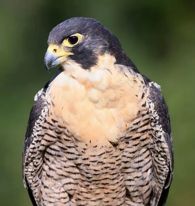 Framed Print : Peregrine falcon portrait with green background, Montreal, Canada Framed Print : Peregrine falcon portrait with green background, Montreal, Canada