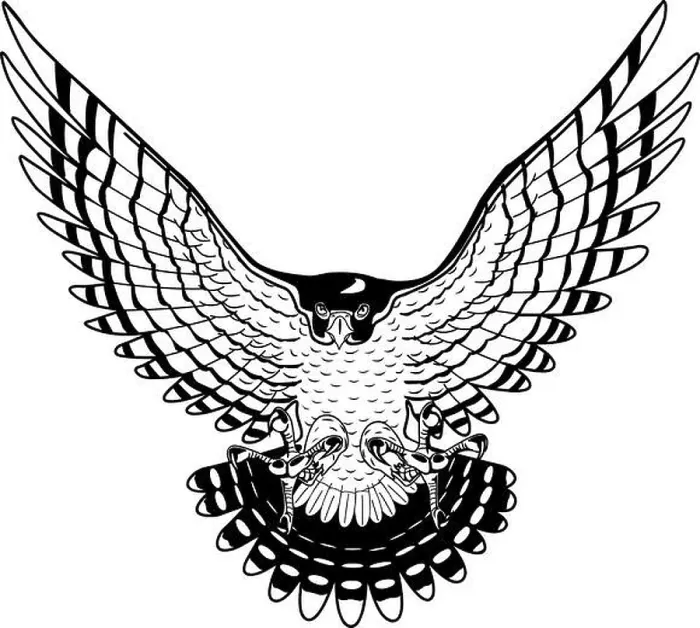 Framed Print : Peregrine Falcon Vector Illustration Framed Print : Peregrine Falcon Vector Illustration