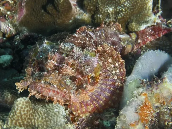 Framed Print : A perfectly camouflaged Papuan scorpionfish (Scorpaenopsis papuensis) among textured corals underwater Framed Print : A perfectly camouflaged Papuan scorpionfish (Scorpaenopsis papuensis) among textured corals underwater