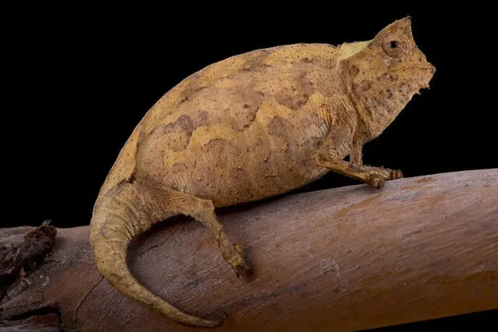 Framed Print : Perinet Leaf Chameleon, Brookesia therezieni Framed Print : Perinet Leaf Chameleon, Brookesia therezieni