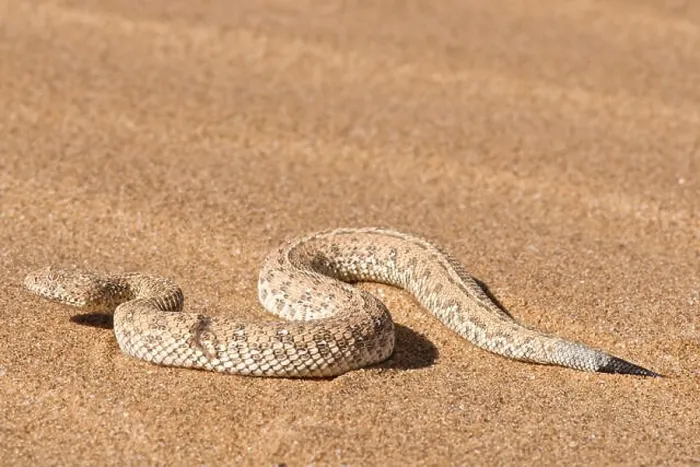 Framed Print : Peringuey's desert adder / Bitis peringueyi Framed Print : Peringuey's desert adder / Bitis peringueyi