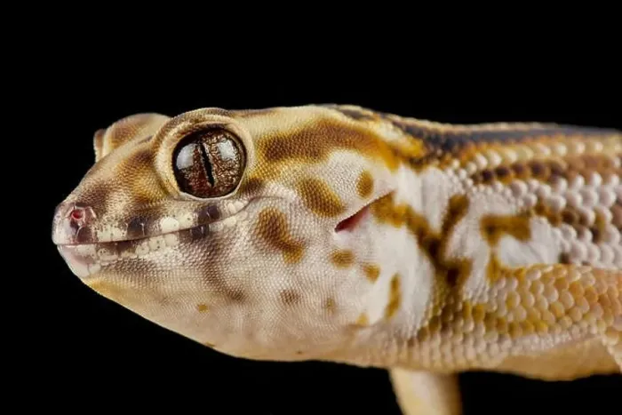 Framed Print : Persian wonder gecko (Teratoscincus keyserlingii) Framed Print : Persian wonder gecko (Teratoscincus keyserlingii)