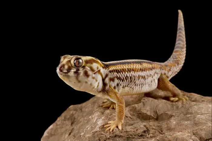 Framed Print : Persian wonder gecko (Teratoscincus keyserlingii) Framed Print : Persian wonder gecko (Teratoscincus keyserlingii)