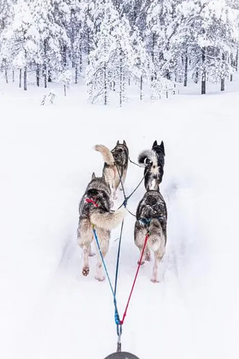 Framed Print : Personal perspective of a person dog sledding in a snowy arctic forest Framed Print : Personal perspective of a person dog sledding in a snowy arctic forest