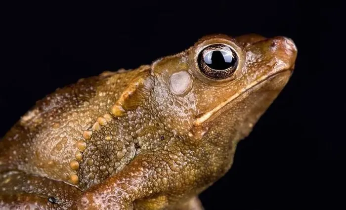 Framed Print : Peruvian helmeted toad (Rhinella roqueana) Framed Print : Peruvian helmeted toad (Rhinella roqueana)