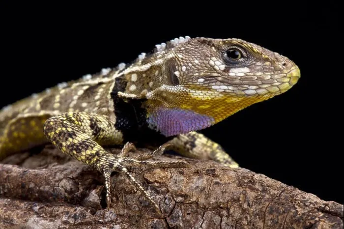 Framed Print : Peruvian purple throated lizard (Stenocercus imitator) Framed Print : Peruvian purple throated lizard (Stenocercus imitator)