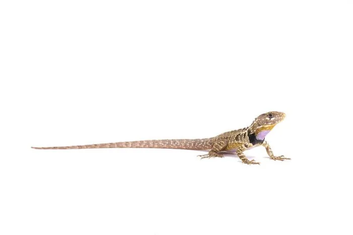 Framed Print : Peruvian purple throated lizard (Stenocercus imitator) Framed Print : Peruvian purple throated lizard (Stenocercus imitator)