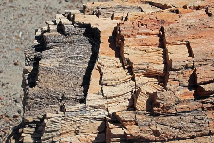 Framed Print : Petrified tree trunk in Petrified Forest National Park, USA Framed Print : Petrified tree trunk in Petrified Forest National Park, USA
