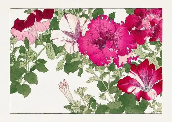 Framed Print : Petunia flower. Asian art. Japanese flower woodblock art by Tanigami Kônan Framed Print : Petunia flower. Asian art. Japanese flower woodblock art by Tanigami Kônan