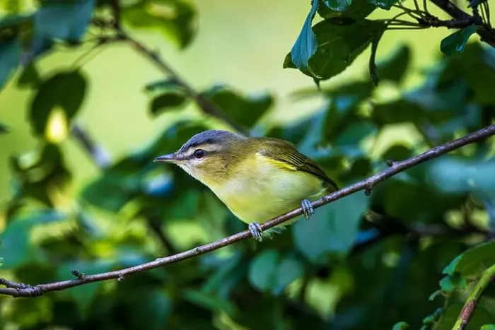 Framed Print : the Philadelphia Vireo hangs from the branches to chase away insects Framed Print : the Philadelphia Vireo hangs from the branches to chase away insects
