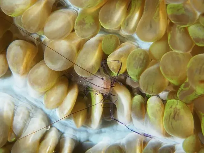 Framed Print : A Philippine bubble coral shrimp (Palaemonella philippinensis) on a bubble coral Framed Print : A Philippine bubble coral shrimp (Palaemonella philippinensis) on a bubble coral