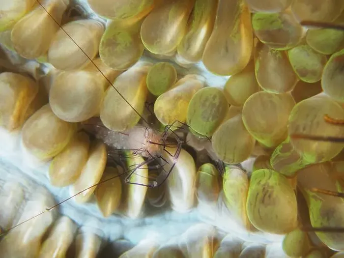 Framed Print : Philippine bubble coral shrimp (Palaemonella philippinensis) on a bubble coral Framed Print : Philippine bubble coral shrimp (Palaemonella philippinensis) on a bubble coral