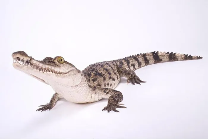 Framed Print : Philippine crocodile, Crocodylus mindorensis Framed Print : Philippine crocodile, Crocodylus mindorensis