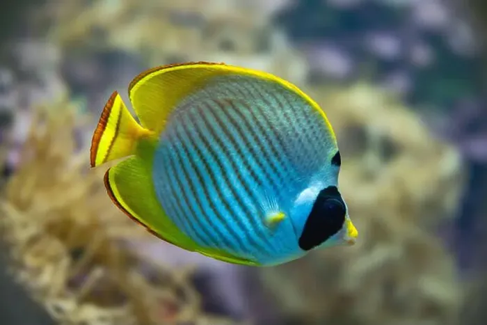 Framed Print : Philippine - or Panda Butterflyfish (Chaetodon adiergastos), Philippines, Asia Framed Print : Philippine - or Panda Butterflyfish (Chaetodon adiergastos), Philippines, Asia