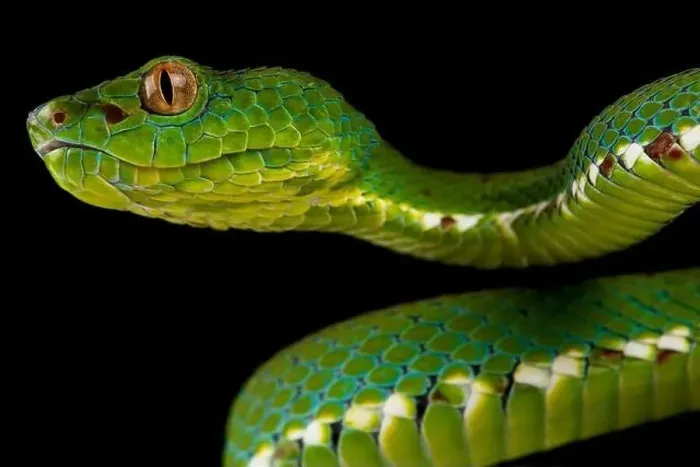 Framed Print : Philippine pitviper (Parias flavomaculatus)