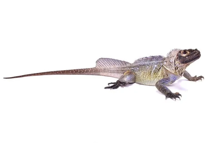 Framed Print : Philippine sailfin lizard, Hydrosaurus pustulatus Framed Print : Philippine sailfin lizard, Hydrosaurus pustulatus