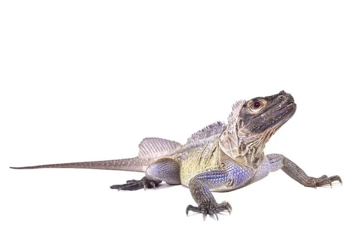 Framed Print : Philippine sailfin lizard, Hydrosaurus pustulatus Framed Print : Philippine sailfin lizard, Hydrosaurus pustulatus