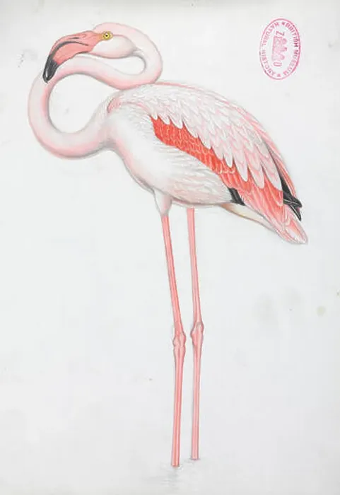 Framed Print : Phoenicopterus roseus, Greater Flamingo
