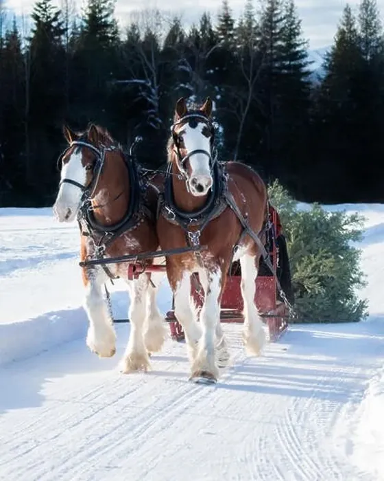 Framed Print : A photo of two clydesdale horses pulling a sleigh with a Christmas tree behind it through the snow Framed Print : A photo of two clydesdale horses pulling a sleigh with a Christmas tree behind it through the snow