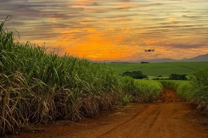 Framed Print : photo of a drone flying over sugarcane fields at dusk