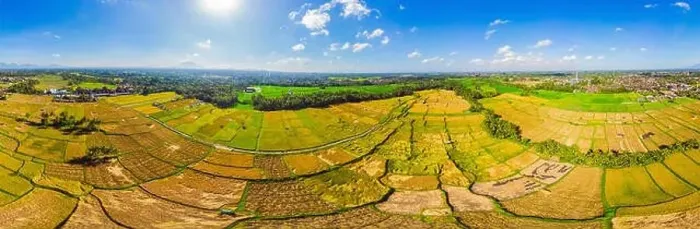 Framed Print : Photo from drone, rice harvesting by local farmers Framed Print : Photo from drone, rice harvesting by local farmers