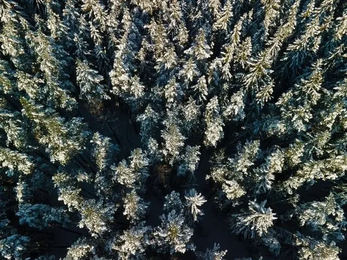 Framed Print : photo from a flying drone, a small planet and a winter landscape, pines and spruces are covered with snow Framed Print : photo from a flying drone, a small planet and a winter landscape, pines and spruces are covered with snow
